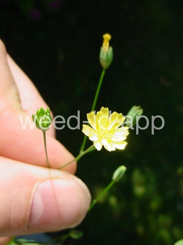 nipplewort